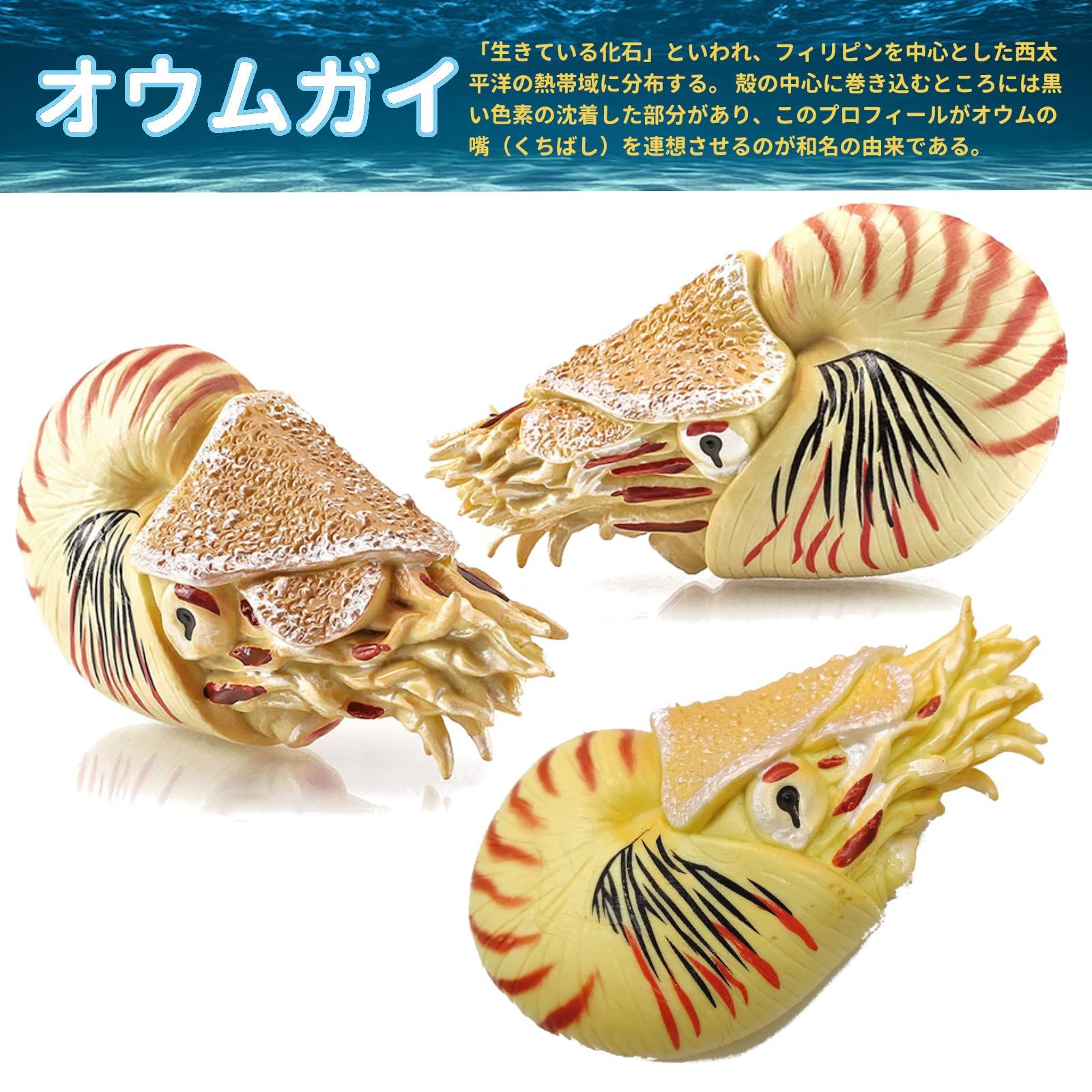 UTST オウムガイ フィギュア アンモナイト オウムガイ 貝殻