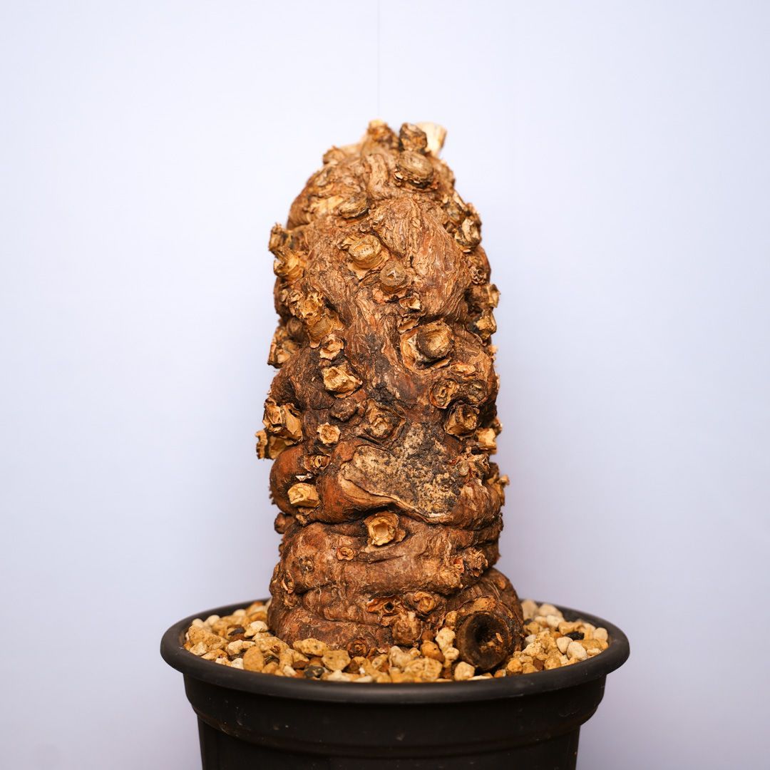 F2 ユーフォルビア ムランジーナ 発根済 現地株 YUZUMIYA_COM