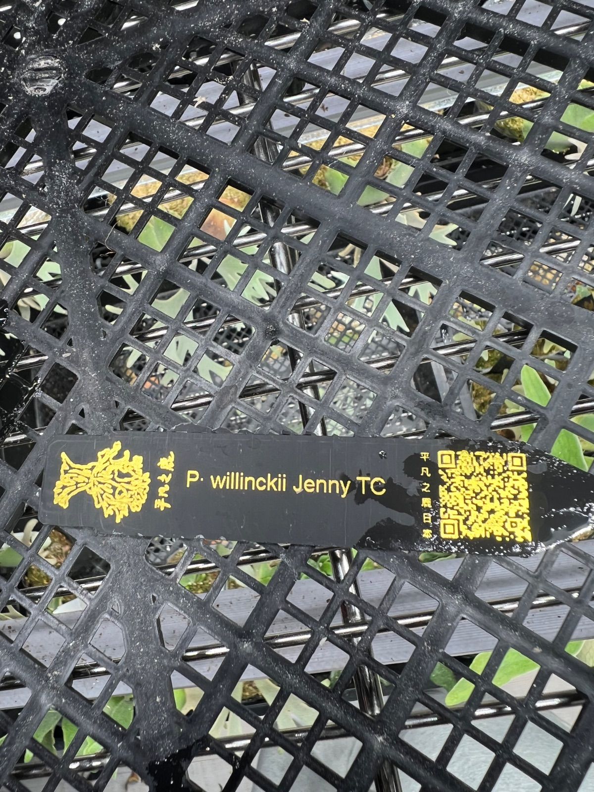 メルカリ便！P. willinckii ’Jenny’ TC 2121 メルカリ便！P. willinckii 'Jenny' TC 2121