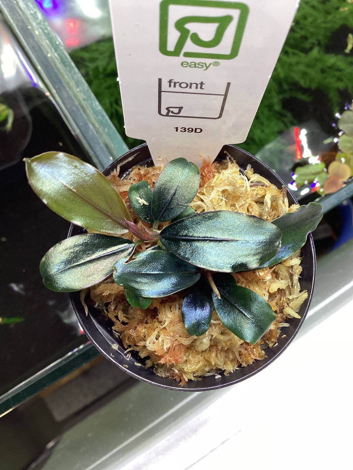 ブセファランドラ ソルディデュラ ブルー トロピカ社