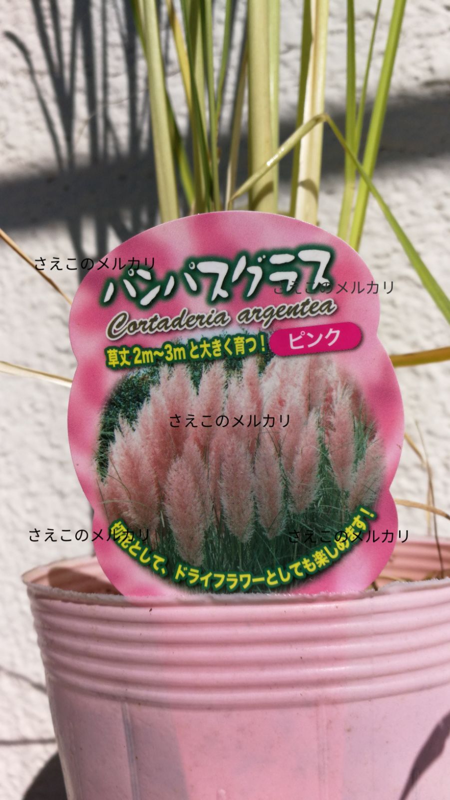 新.大株苗パンパスグラス 15株以上の大株販売！ - 植物/観葉植物