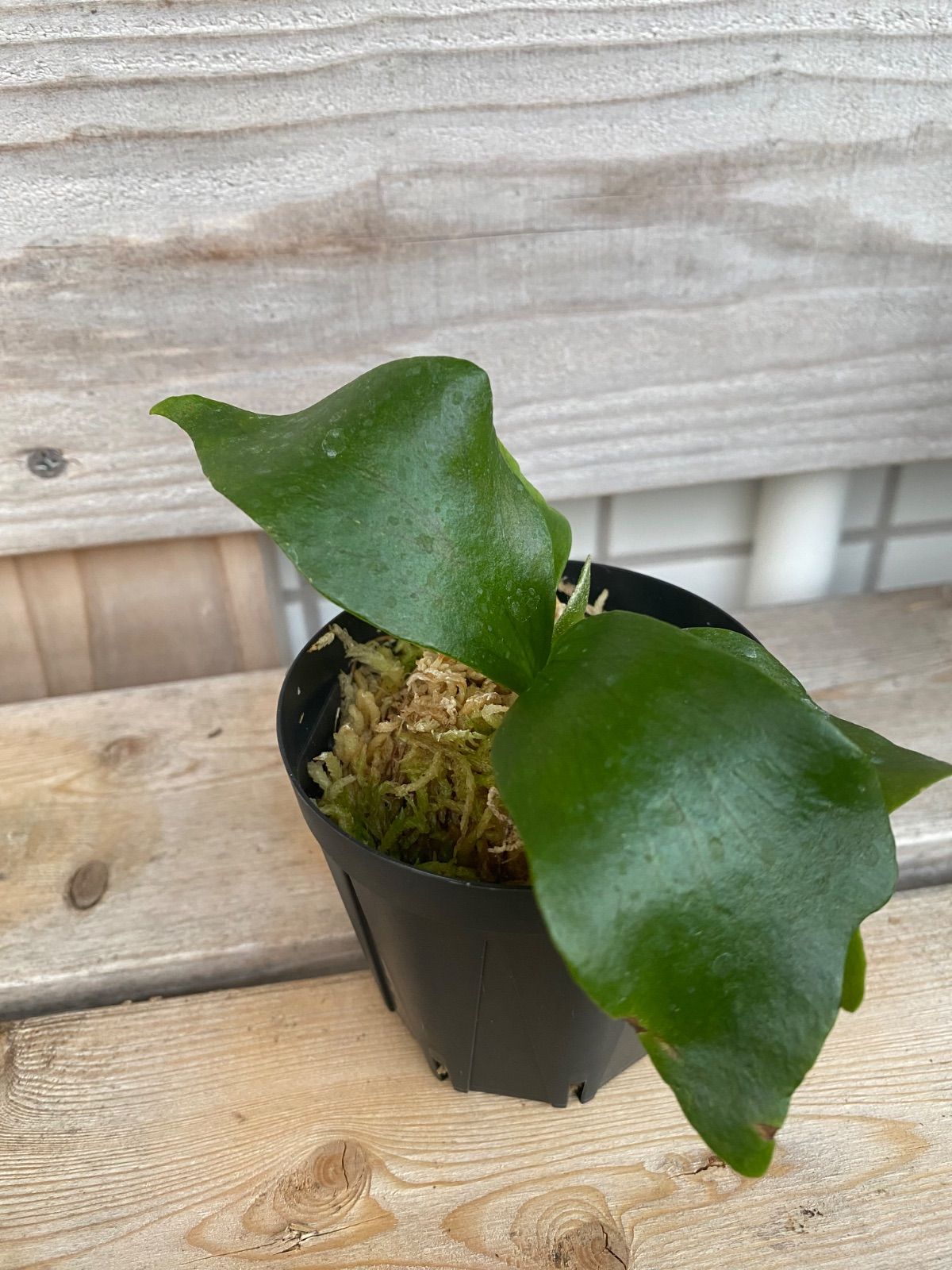 P. Flamenco（hillii x coronarium）TC ビカクシダ