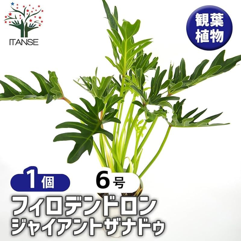 ＩＴＡＮＳＥ フィロデンドロン ジャイアントザナドゥ クッカバラ 6号 1個売り 観葉植物 学名 Philodendron Giant Xanadu サトイモ科 ザナドゥよりも枝や葉が大きく成長するのが特徴 葉は濃い緑色で光沢があり深い切れ込みが