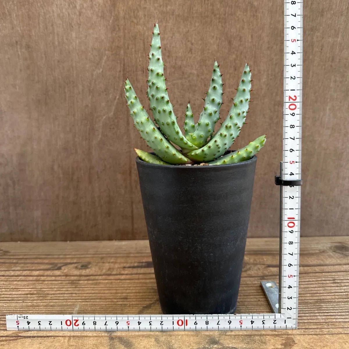 アロエ出品 アロエ 鬼天丸 現品 Aloe marlothii hybrid マルロシー
