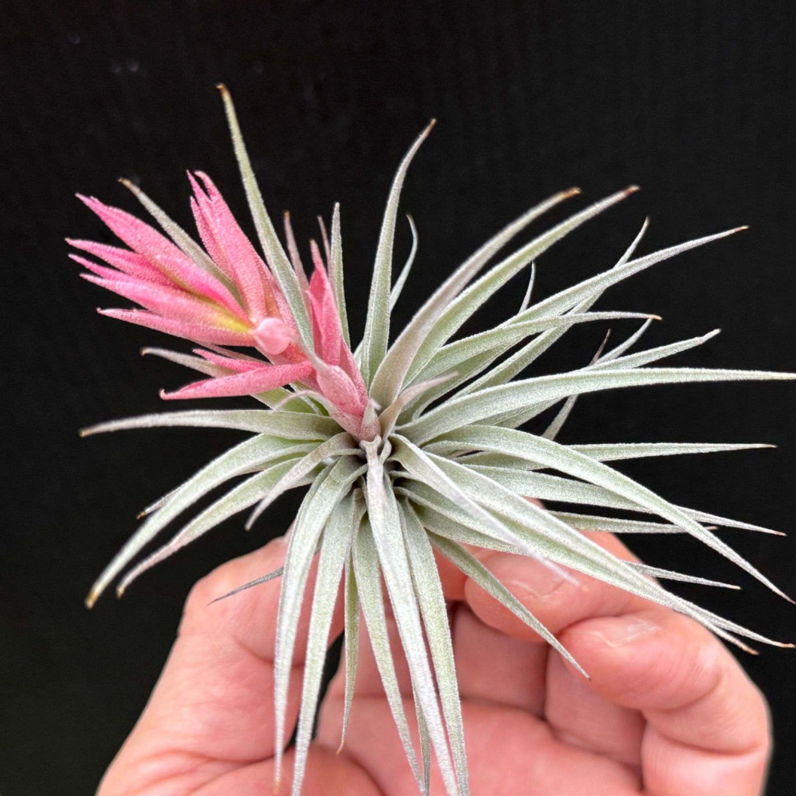 花芽付＊ チランジア スークレイ(スクレイ) Tillandsia sucrei