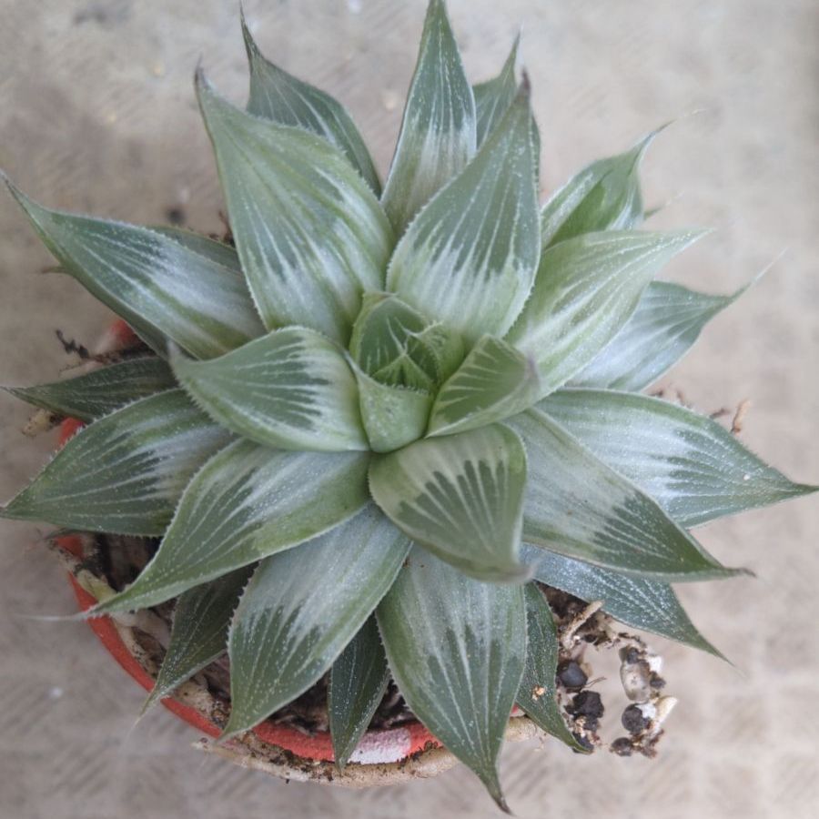 ハオルチア ホワイトフォックス錦 ハオルチア ホワイトフォックス