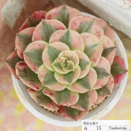 ピンクウィッチ カット苗 Lサイズ TKK15 アエオニウム 多肉植物