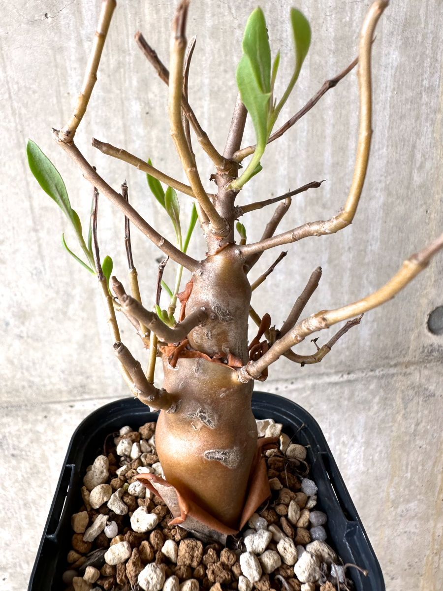 現品限り】オトンナ・マクロスペルマ【J17】 Othonna macrosperma【植物】塊根植物 夏型 コーデックス - メルカリ