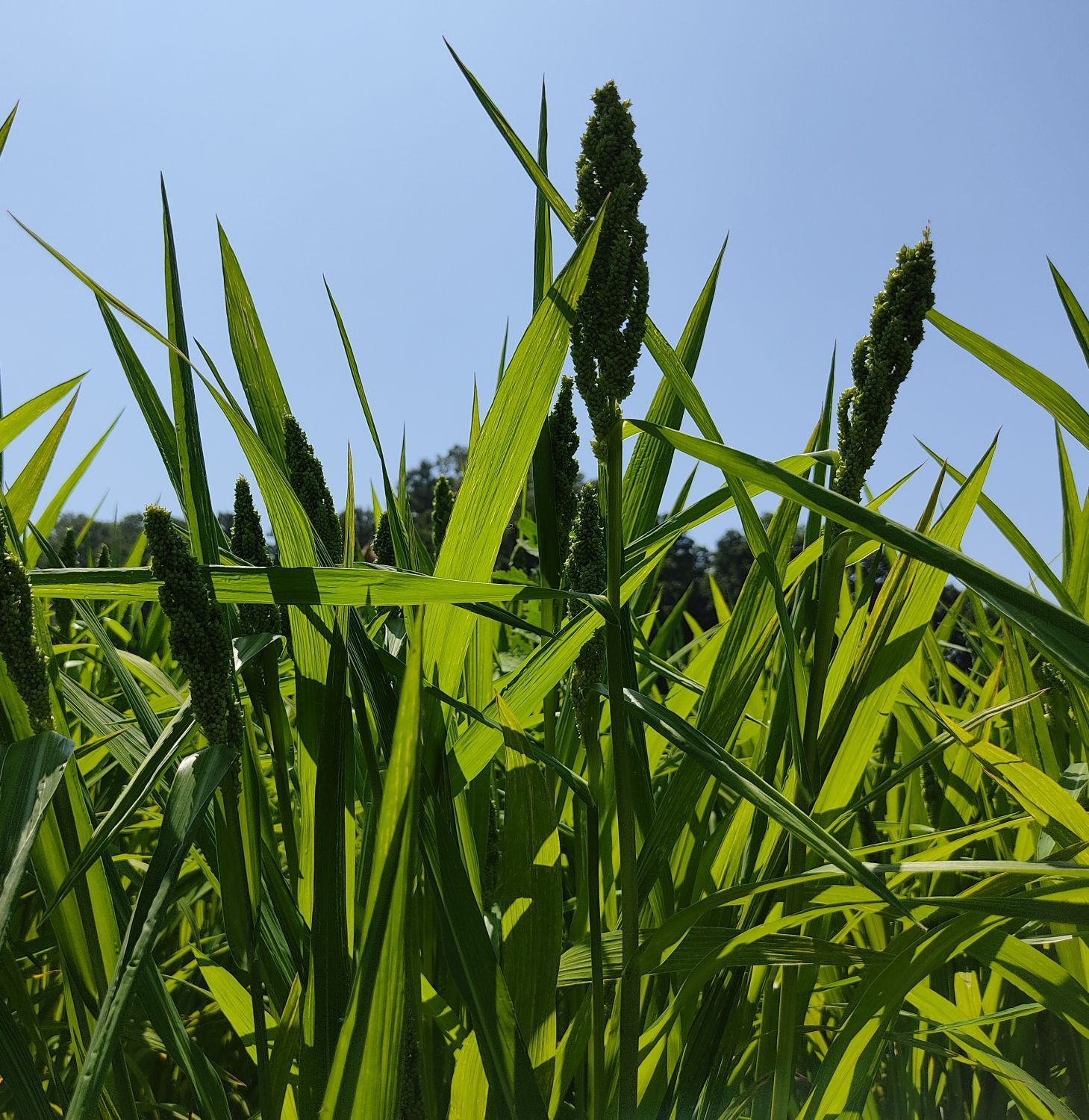 2023年産 ひえ乾燥穂 1kg（農薬化学肥料不使用）北海道から送料無料！！ - メルカリ