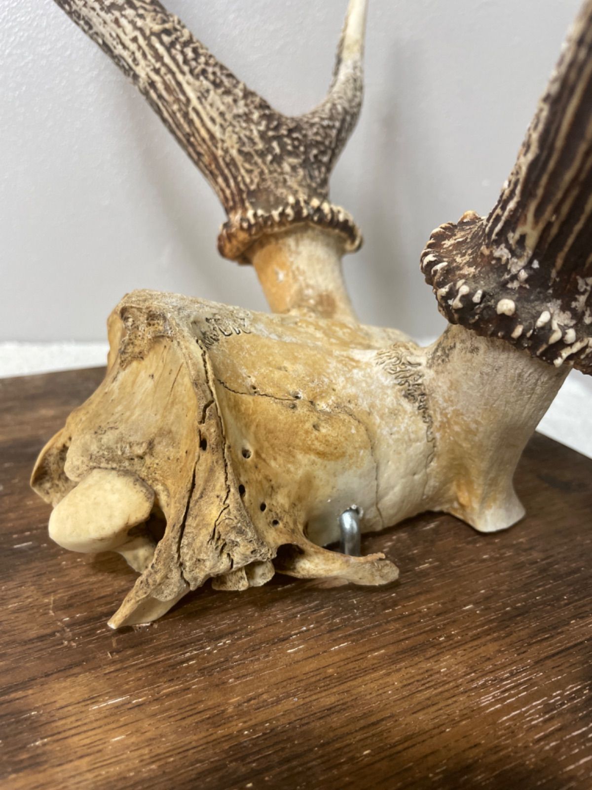 鹿の角 鹿角 インテリア コレクション オブジェ 置物 鹿 角 - メルカリ