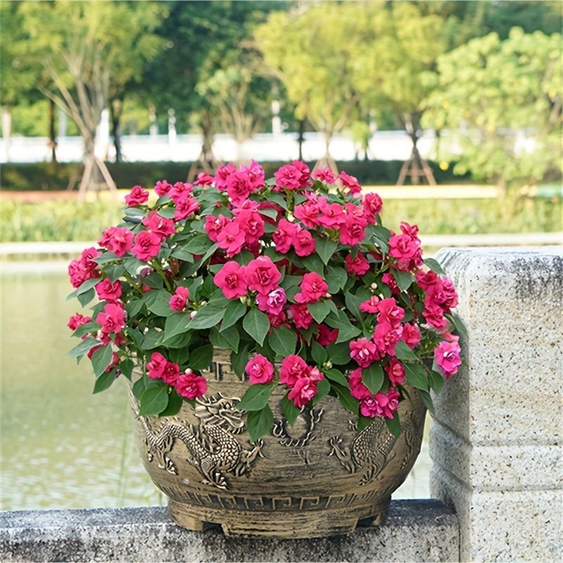 エバーフレッシュ 美品 曲がり ボリューム大 新芽続々 高さ約90cm(現物