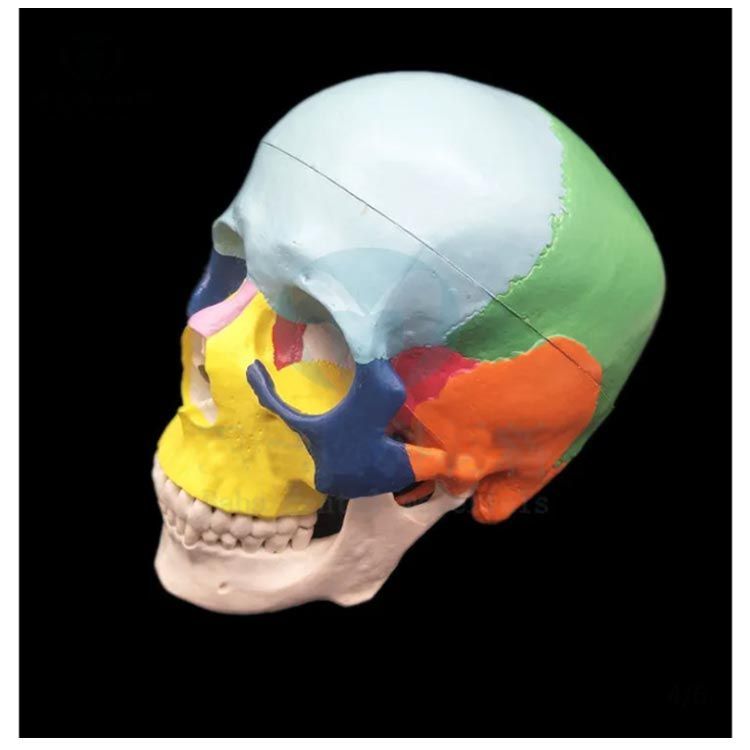 ドクロ 精密モデル 色分け 実物大 上顎骨 蝶形骨 スカル 人体模型
