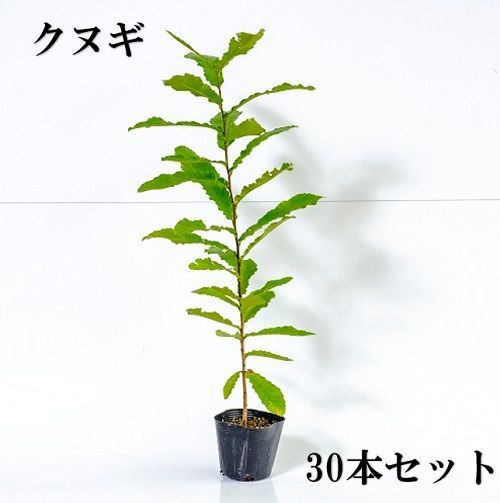 30本セット クヌギ樹高0.5m前後10.5cmポット