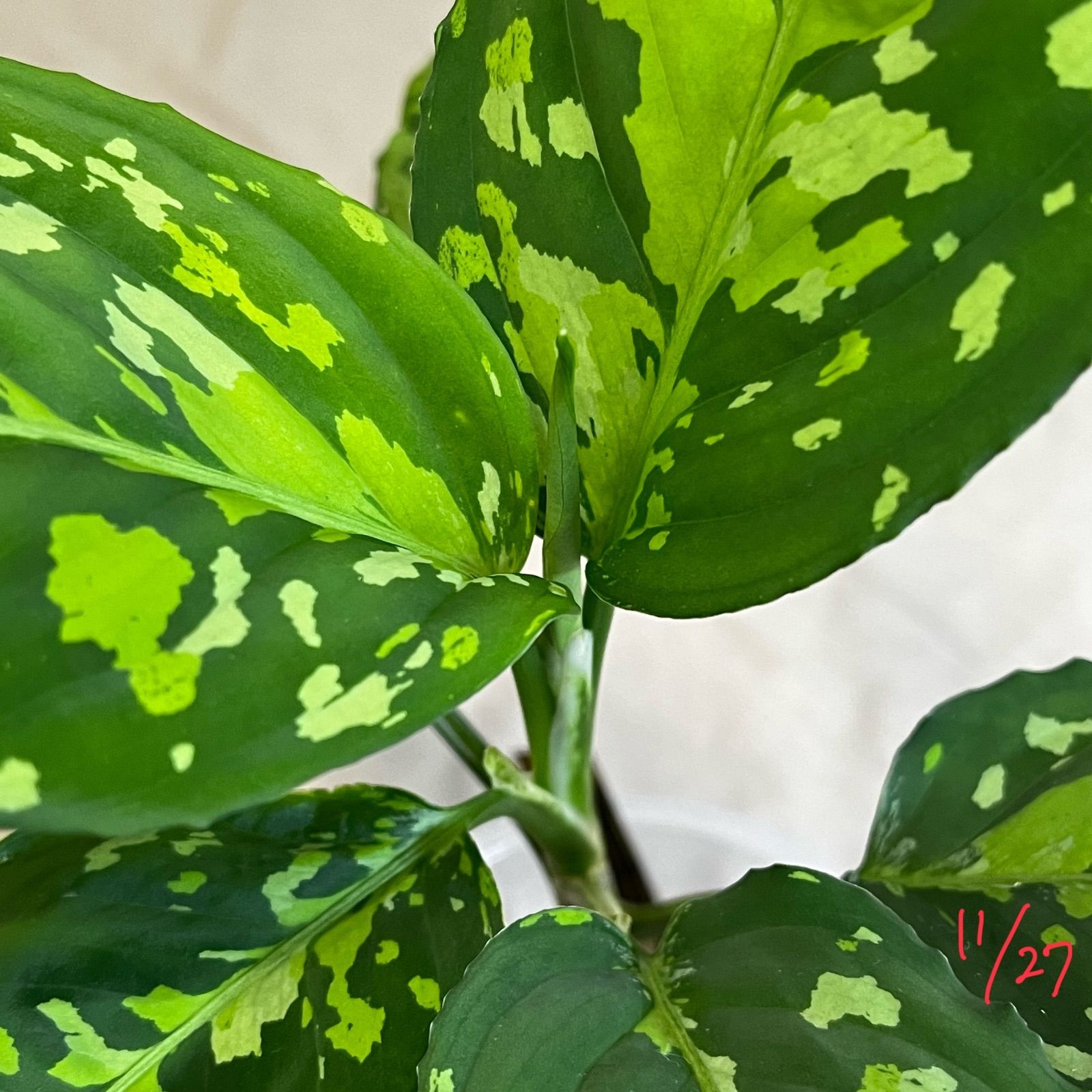 アグラオネマ ピクタム Aglaonema picutm GW2001-60 