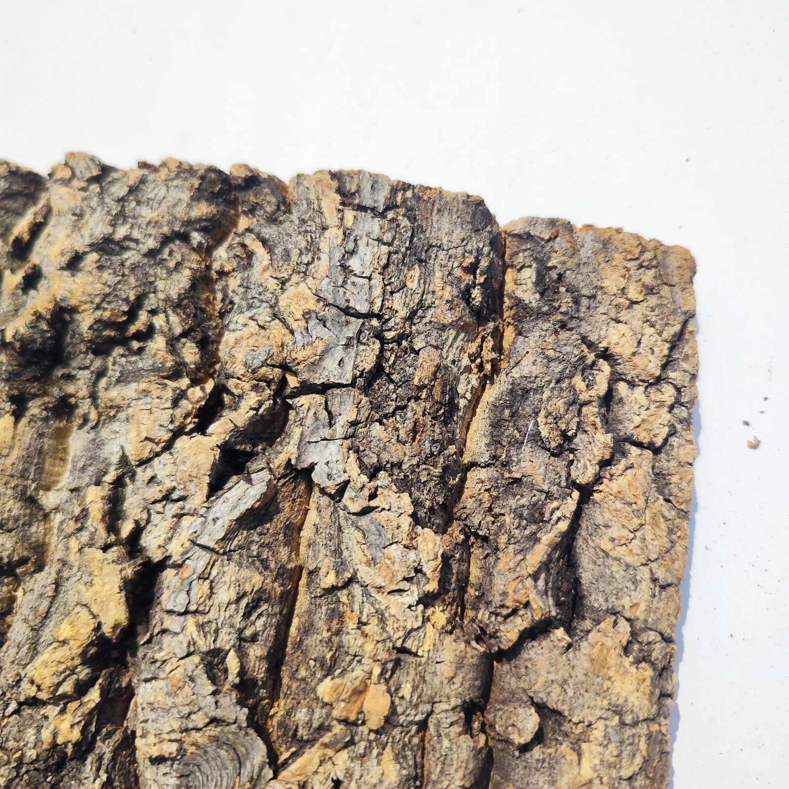 即発送☆ビカクシダ 大型 バージンコルク チャーム（ペット） （観葉植物）バージンコルクプランツ