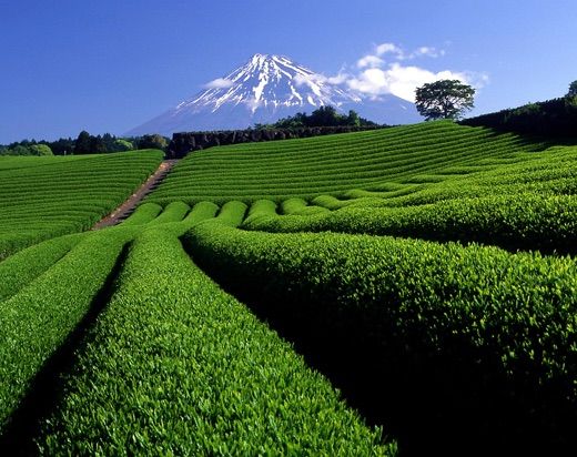 【送料無料・販売終了につき35％OFF】一番茶！玄米茶　茶葉/ティーバッグ 玄米茶 ティーバッグ 100個入 みずたま農園製茶場 お茶 水出し 国産 静岡 静岡茶 牧之原 ティーパック 玄米 チャック付 パック 大容量 送料無料 メール便 みずたま農園