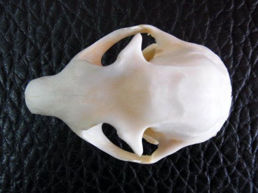 ムササビ flying squirrele 頭骨 - メルカリ