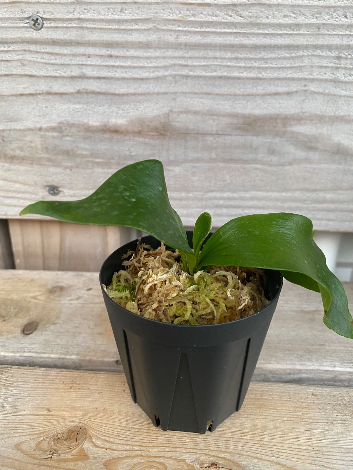 P. Flamenco（hillii x coronarium）TC ビカクシダ