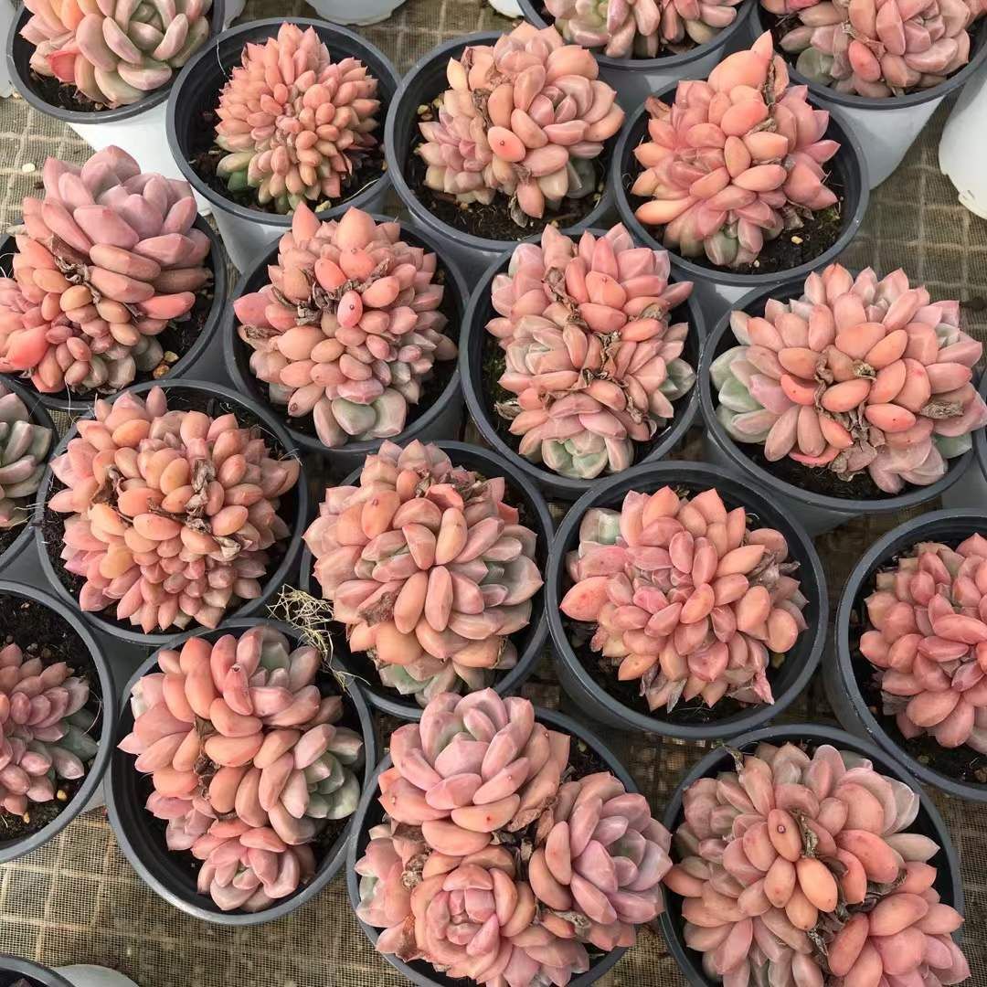 SKL1252×36 リョウセツ 抜き苗 多肉植物 アエオニウム エケベリア 韓国苗