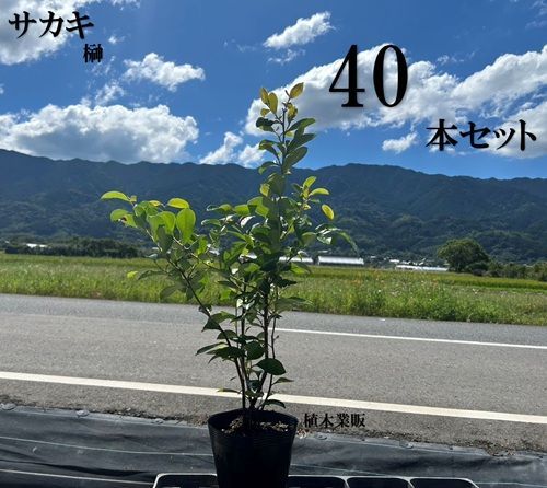 40本セット サカキ ホンサカキ 本榊樹高0.5m前後15cmポット