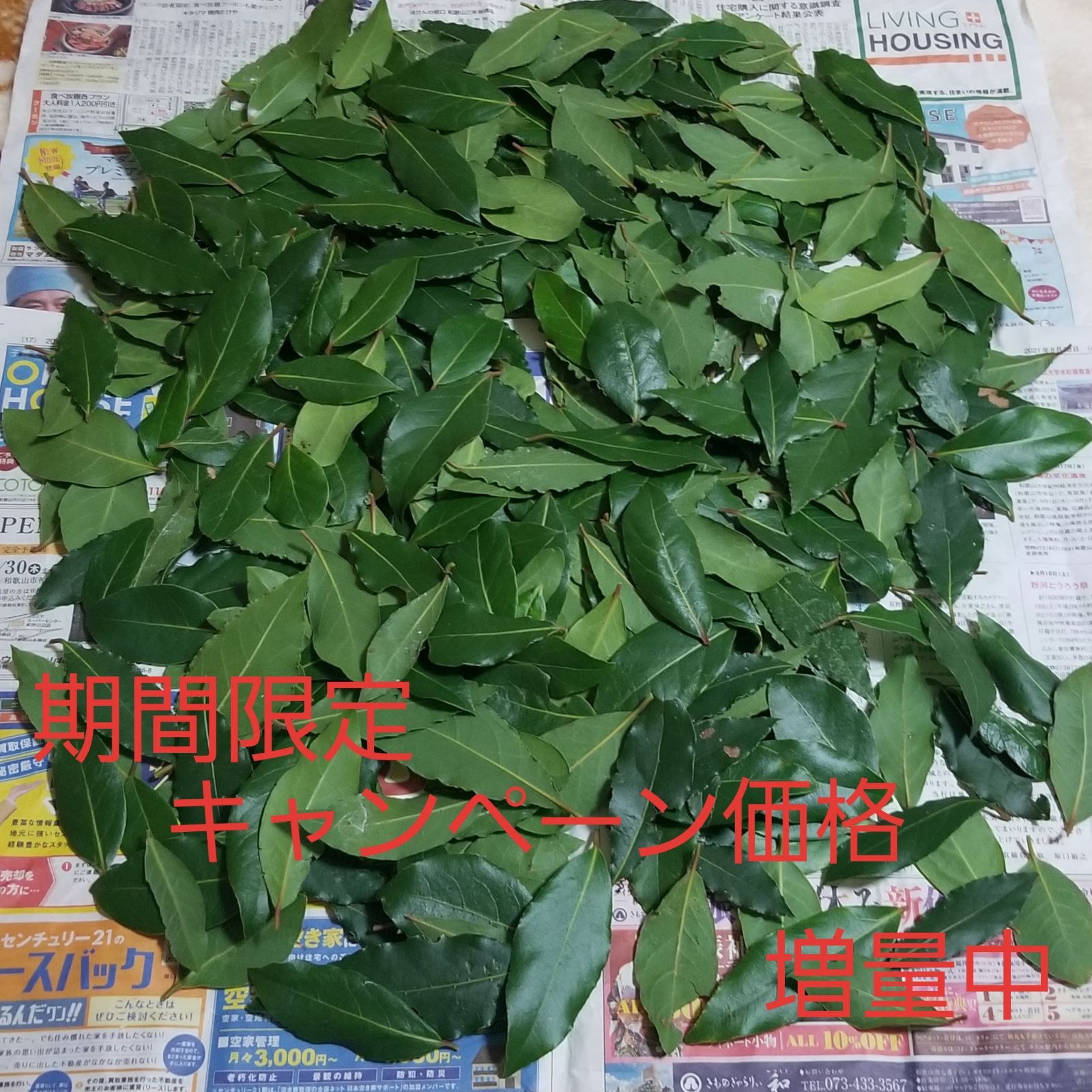 メルカリshops 完全無農薬 月桂樹の葉 フレッシュローリエ