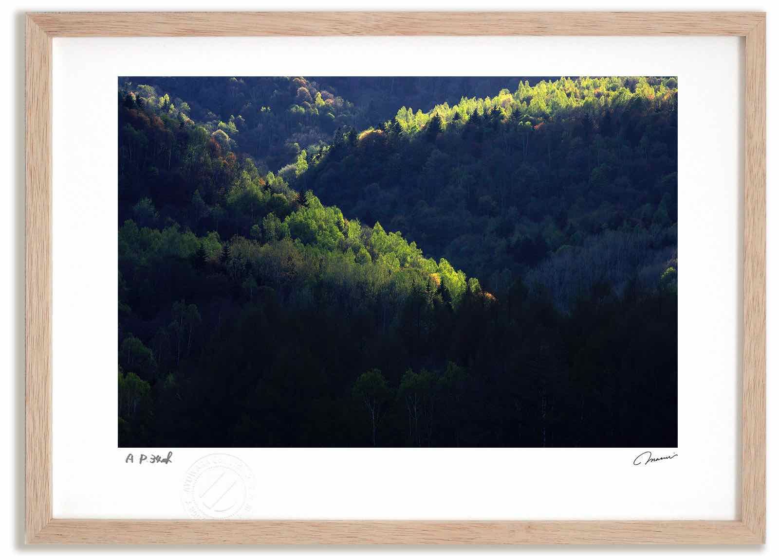 アートフォト 絵画 新緑1/中富良野町 高橋真澄/インテリア 額入り 額装込 風景画 油絵 ポスター アート アートパネル リビング 玄関 プレゼント モダン アートフレーム 飾る Mサイズ おしゃれ
