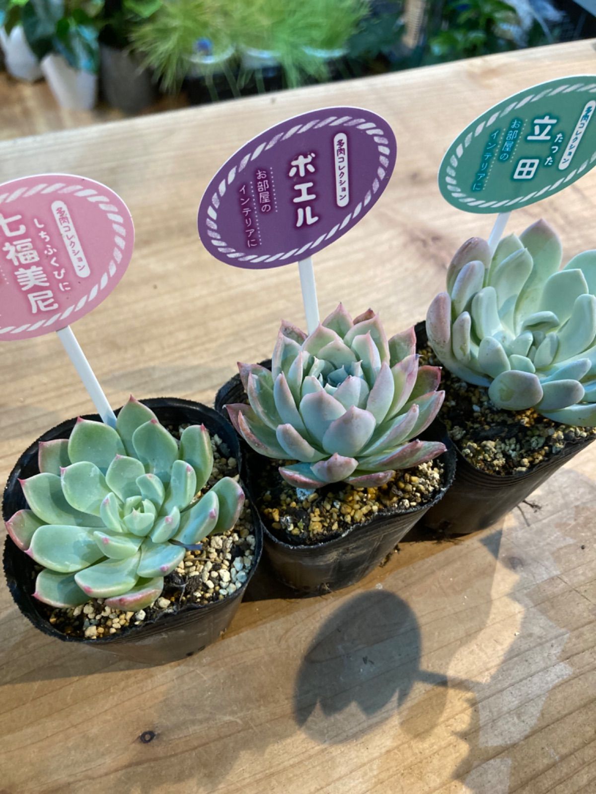セール！多肉☆エケベリア・７種 多肉植物 エケベリア 7種セット cc4 抜き苗 - メルカリ