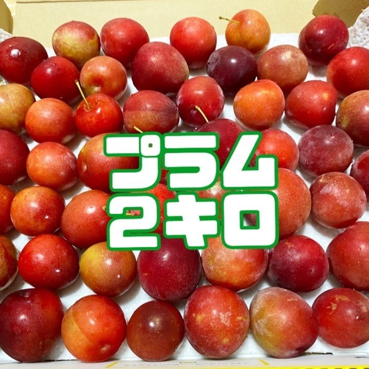 【予約受付中】紅はるか苗☆ウイルスフリー 600本 4月下旬から発送開始 予約受付中】紅はるか苗☆ウイルスフリー 600本 4月下旬から発送