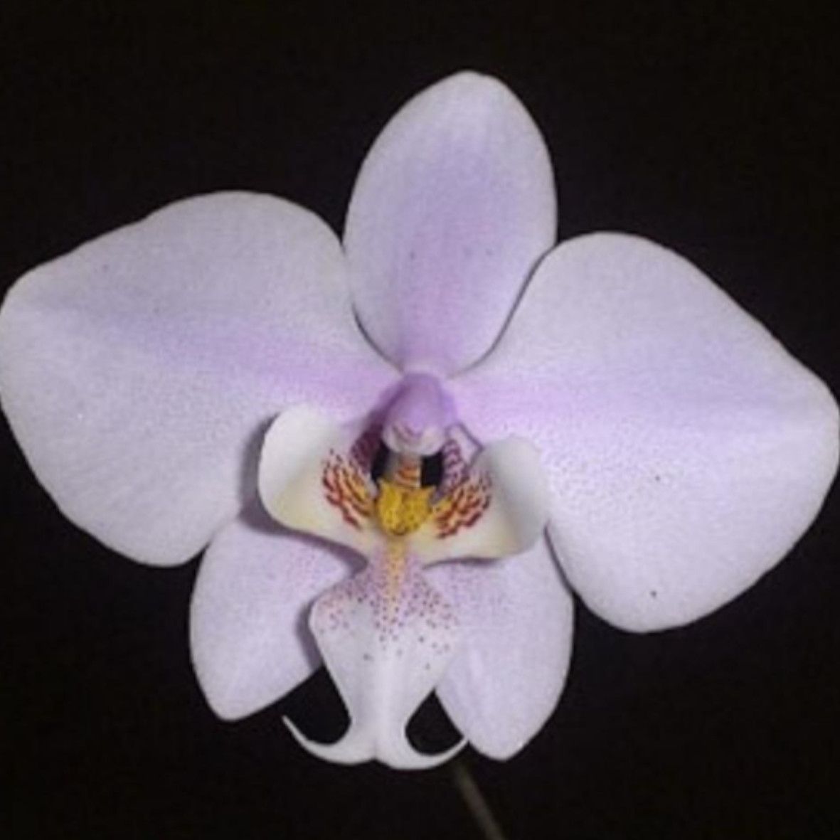 洋蘭 Phal. Schilleriana SOH-F-240 ファレノプシス シレリアナ