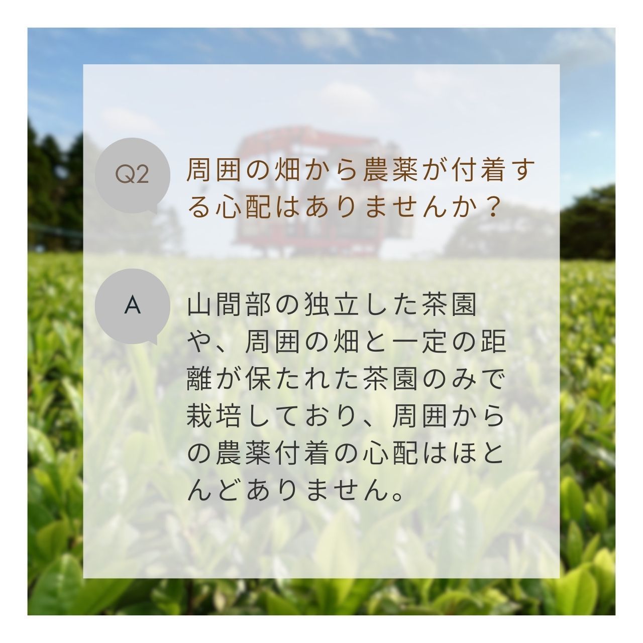 松下製茶 種子島の有機緑茶『やぶきた』 茶葉(リーフ) 100g