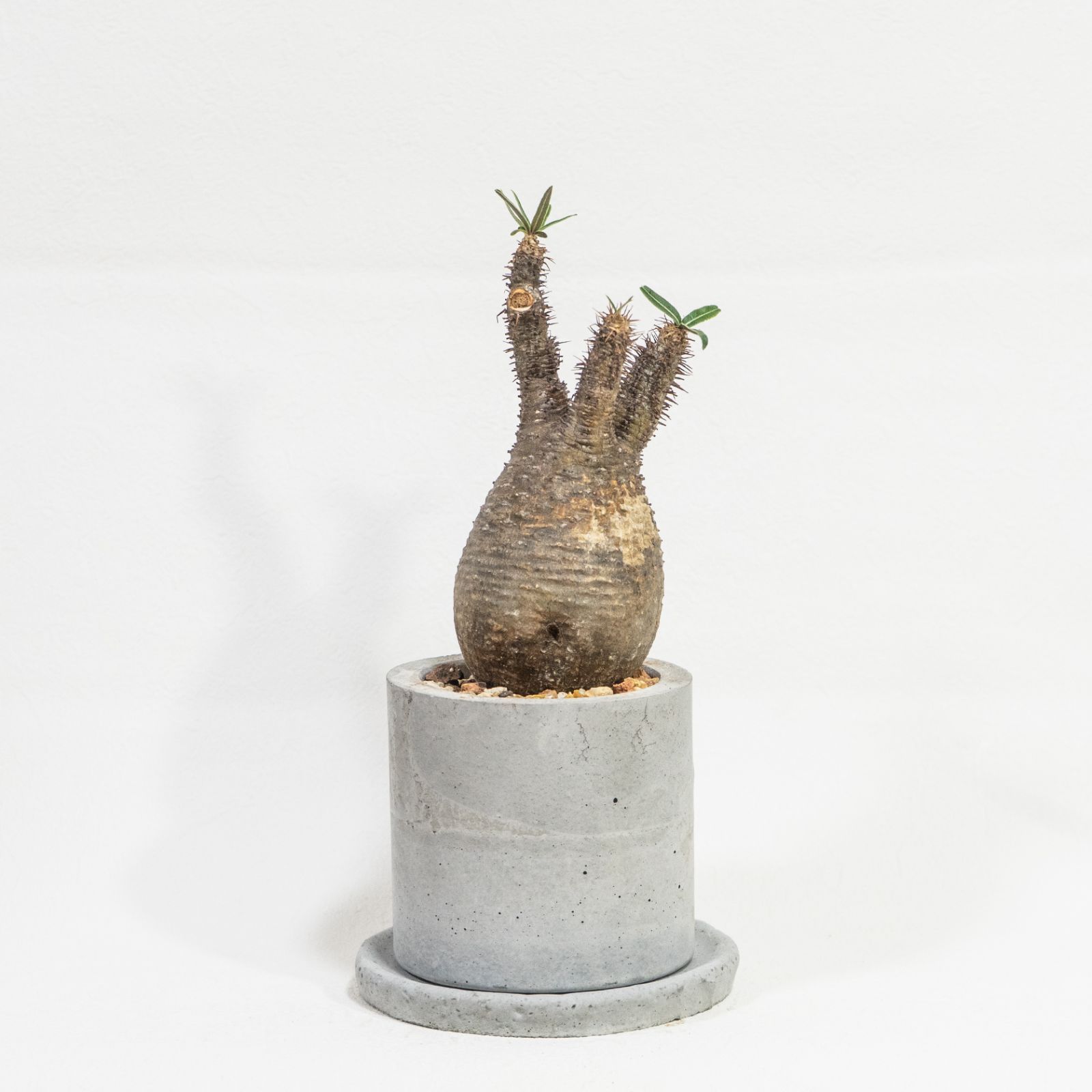 ≪ 植物 ≫まるで踊るオブジェ 立体フォルムが魅力的なグラキリスの鉢植え 現地株 発根済 ｜シンプルでお部屋を選ばない手作りモルタル鉢