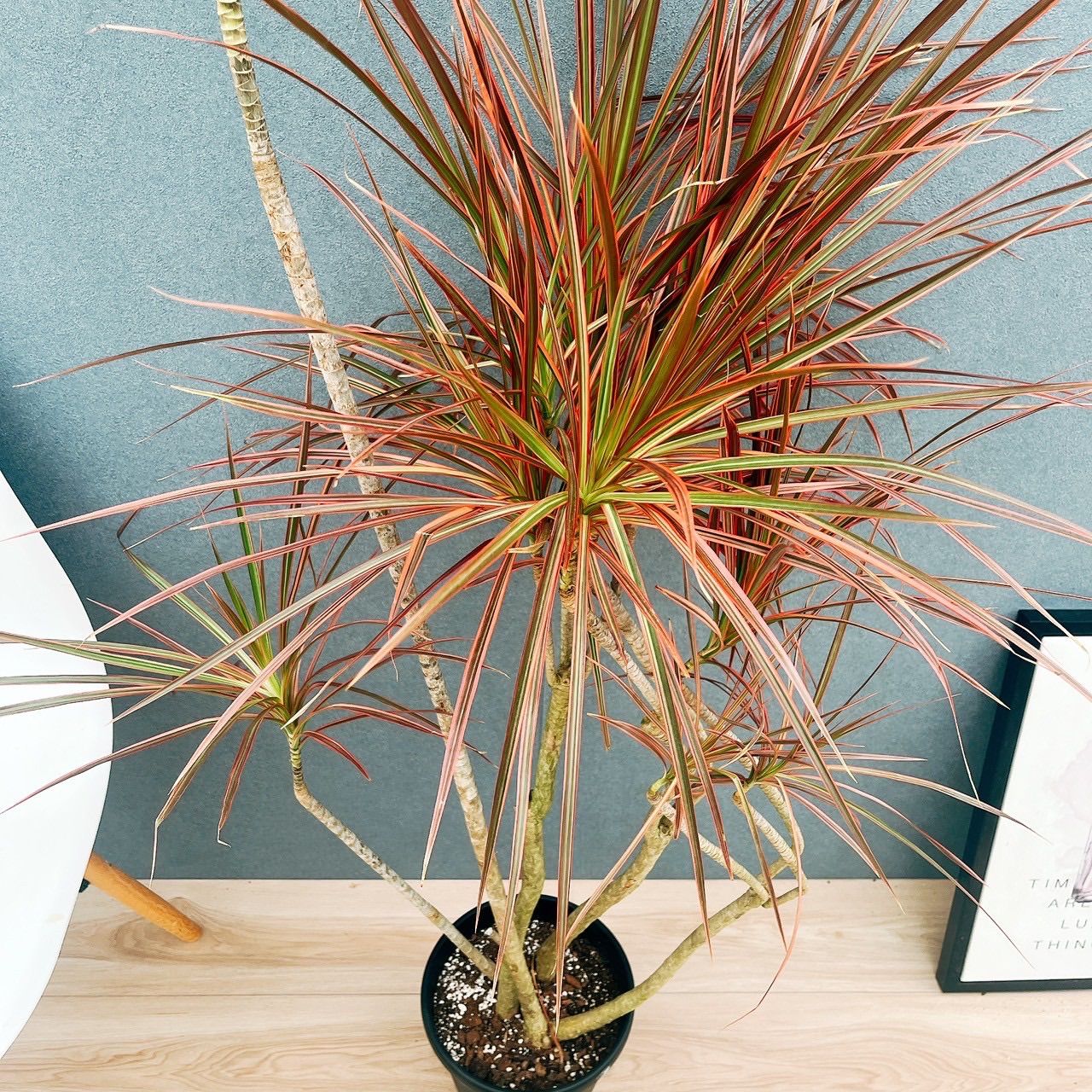 現品］21番 ドラセナ コンシンネ レインボー 観葉植物 室内 7号