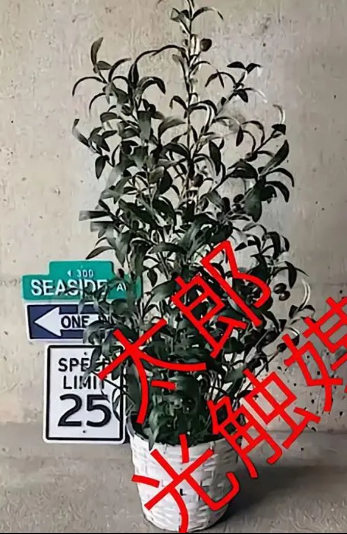 光触媒 人工観葉植物 ウォールグリーン フェイクグリーン フラワー