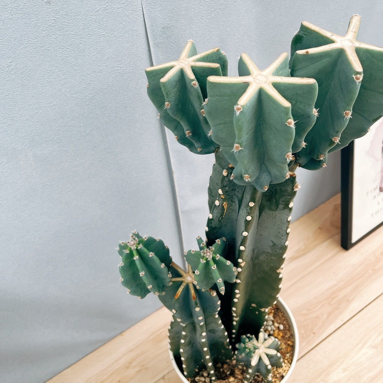 サボテン 柱サボテン ブランチ 柱サボテンブランチ 鬼面角 3本植え