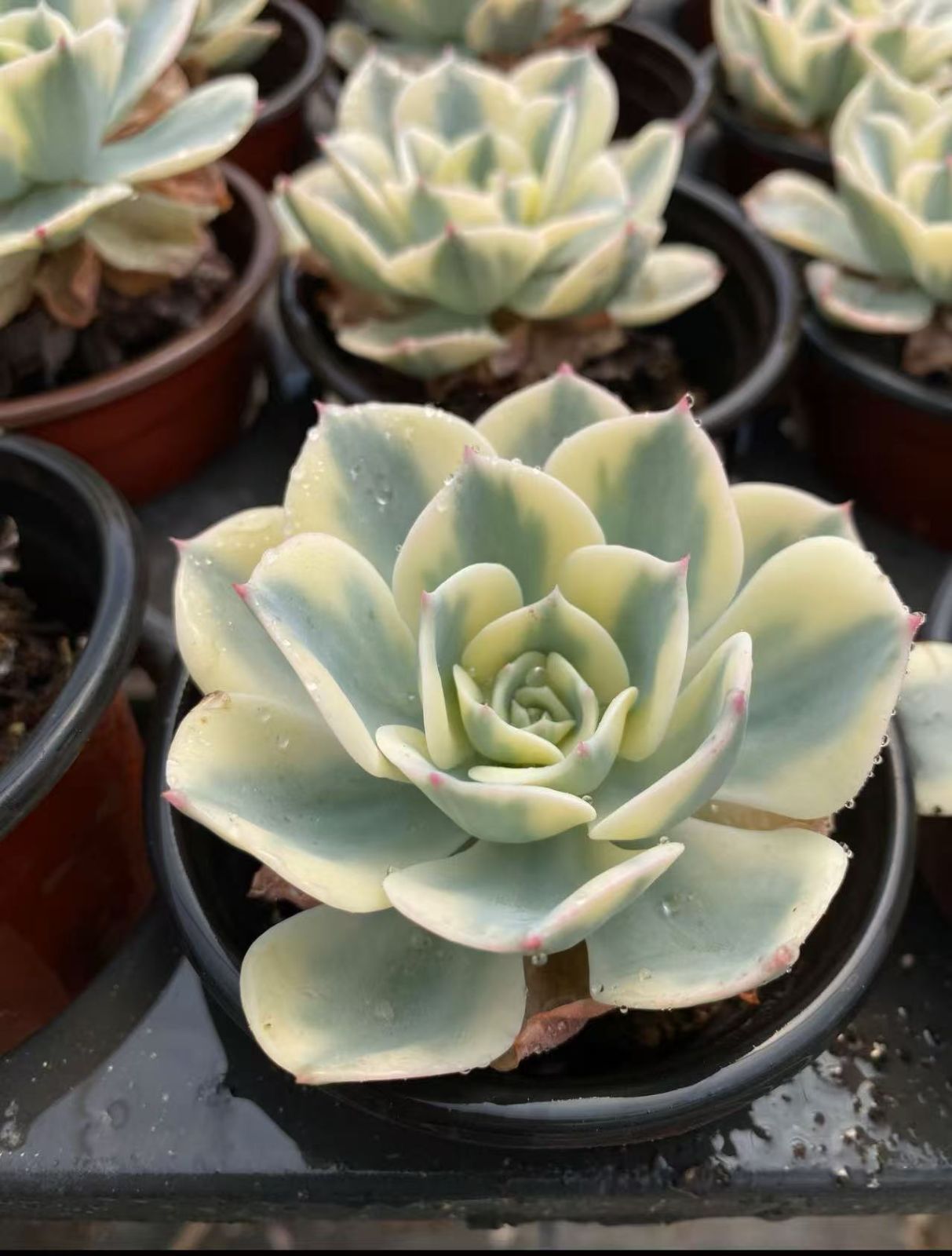 大特価 抜き苗 ルノーディーン錦 玉碟錦 DP685×35鉢 多肉植物