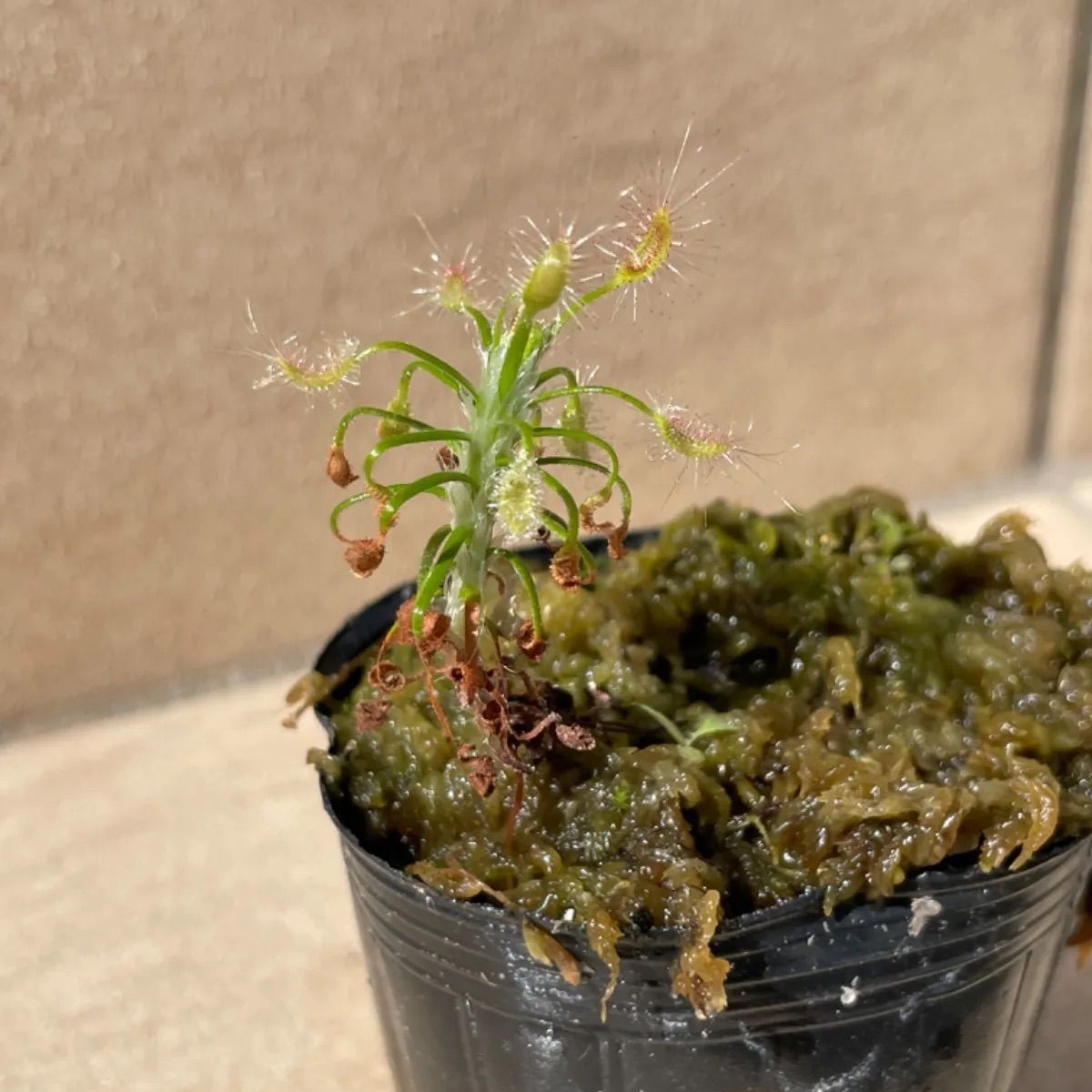 ピグミードロセラ スコルピオイデス ① 食虫植物 - メルカリ