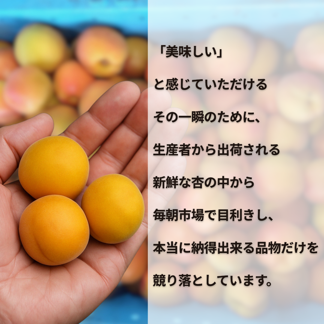 小玉あんず～杏シロップ・杏酒用～【内容量】約1.8kg【配送方法】クール配送【サイズ】L以下【品目】杏（あんず）【品種】当店お任せ【産地】長野県【規格】ご家庭用A品B品混合【詰め方】バラ詰め【配送までの日数】1～4日