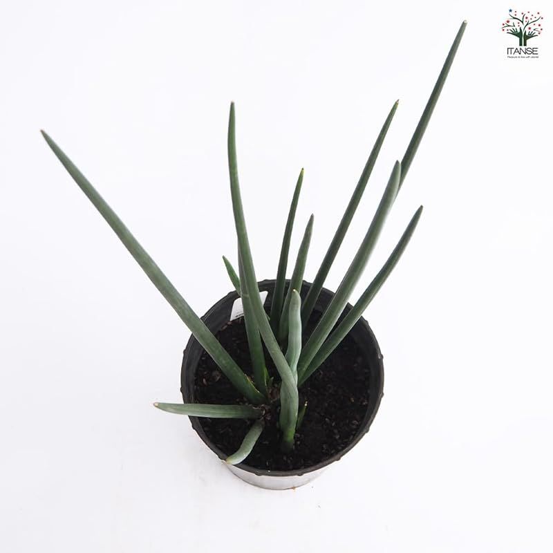 サンスベリア属