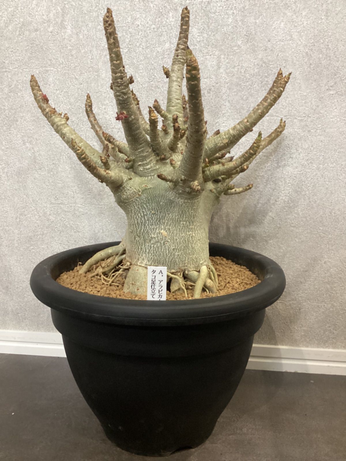 観葉植物 【極美タコ足/超極太/塊根植物】アデニウム アラビカム ゴジ