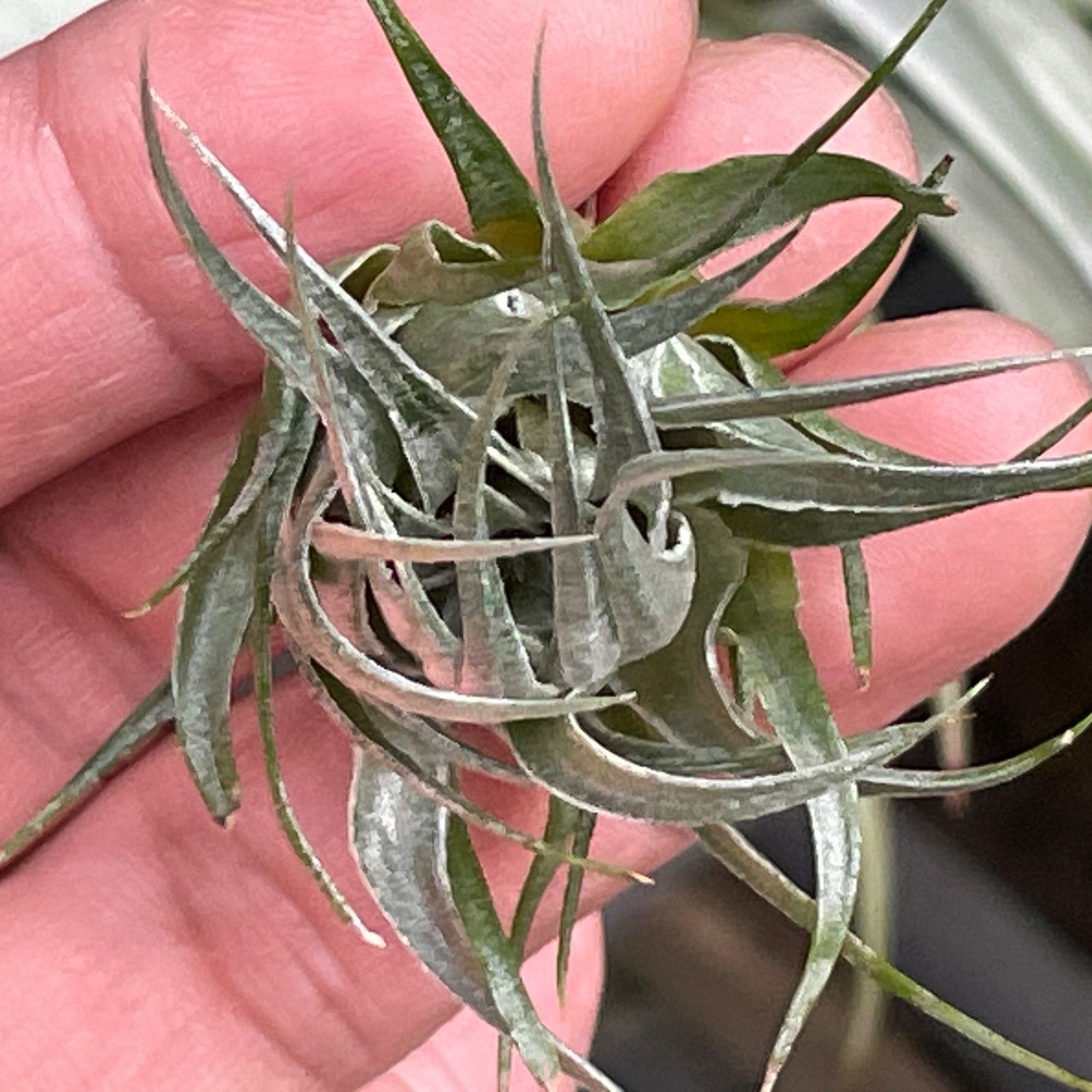 ティランジア ヘウベルゲリ#2 ワイルドクローン ティランジア