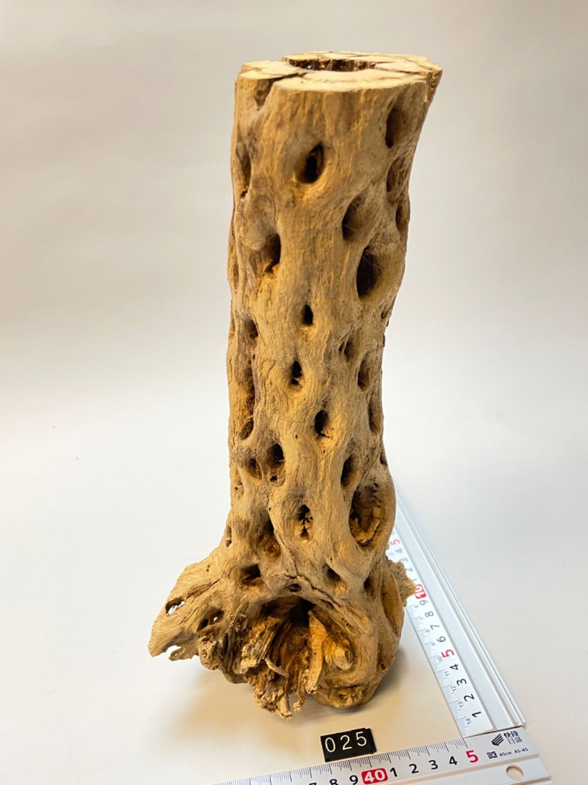 現品No.25]極太カクタススケルトン最大直径約15cm×長さ32cm前後規格