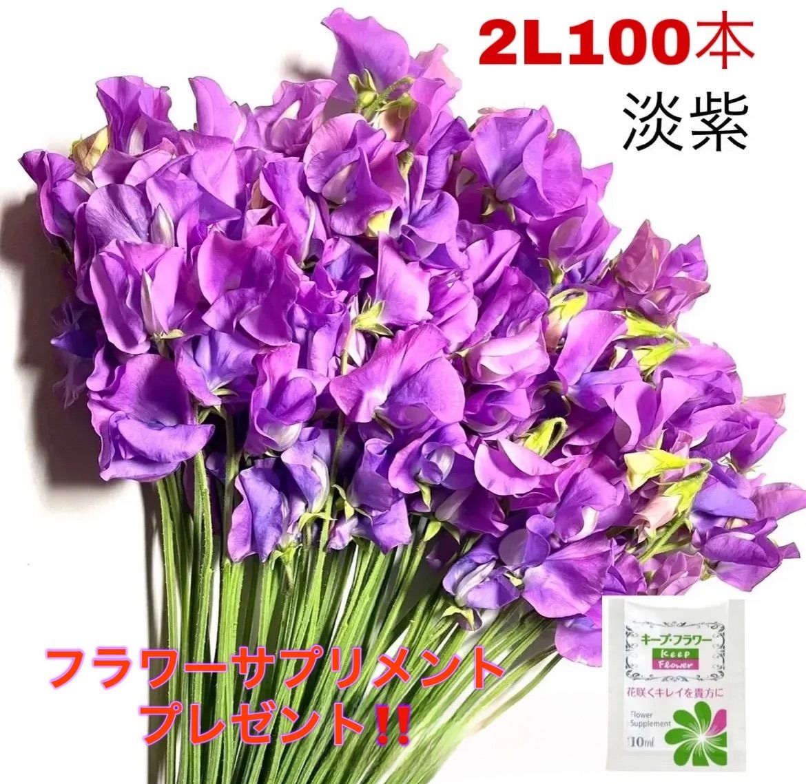 花 生花 切り花 花束 発送日に収穫 超新鮮 最速 産地直送 スイートピー 2L規格 100本 保水有 フラワー サプリメント ガーデニング インテリア 春の花 新春 切花