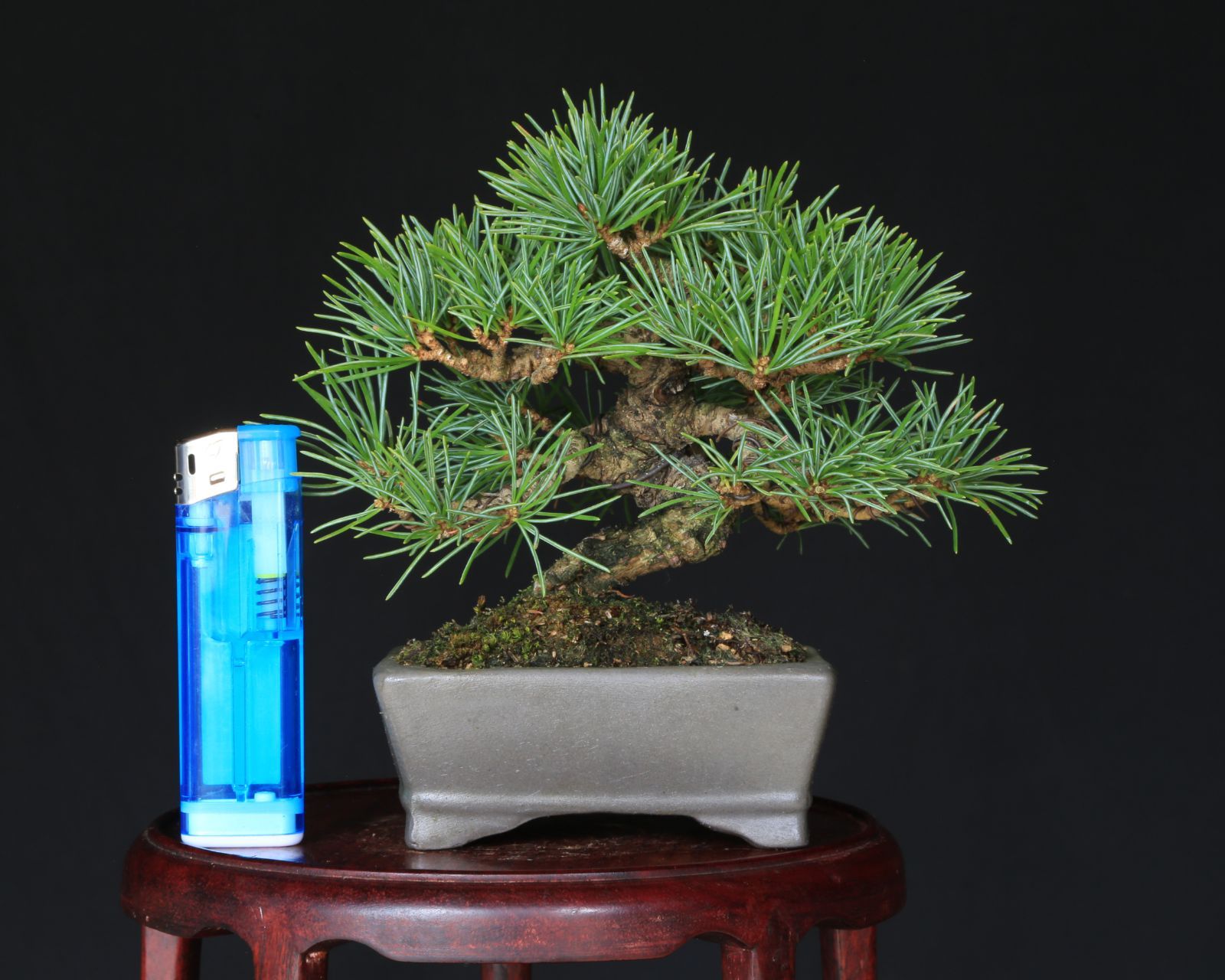  那須五葉松 実生 小品盆栽 泰寿園 Online 現品 盆栽 松柏 室内 鑑賞 趣味 卓上盆栽 盆栽鉢 グリーン 和 ギフト プレゼント 贈答品 ミニ盆栽 敬老の日 記念日 お祝い１ 盆栽 盆栽 苔玉