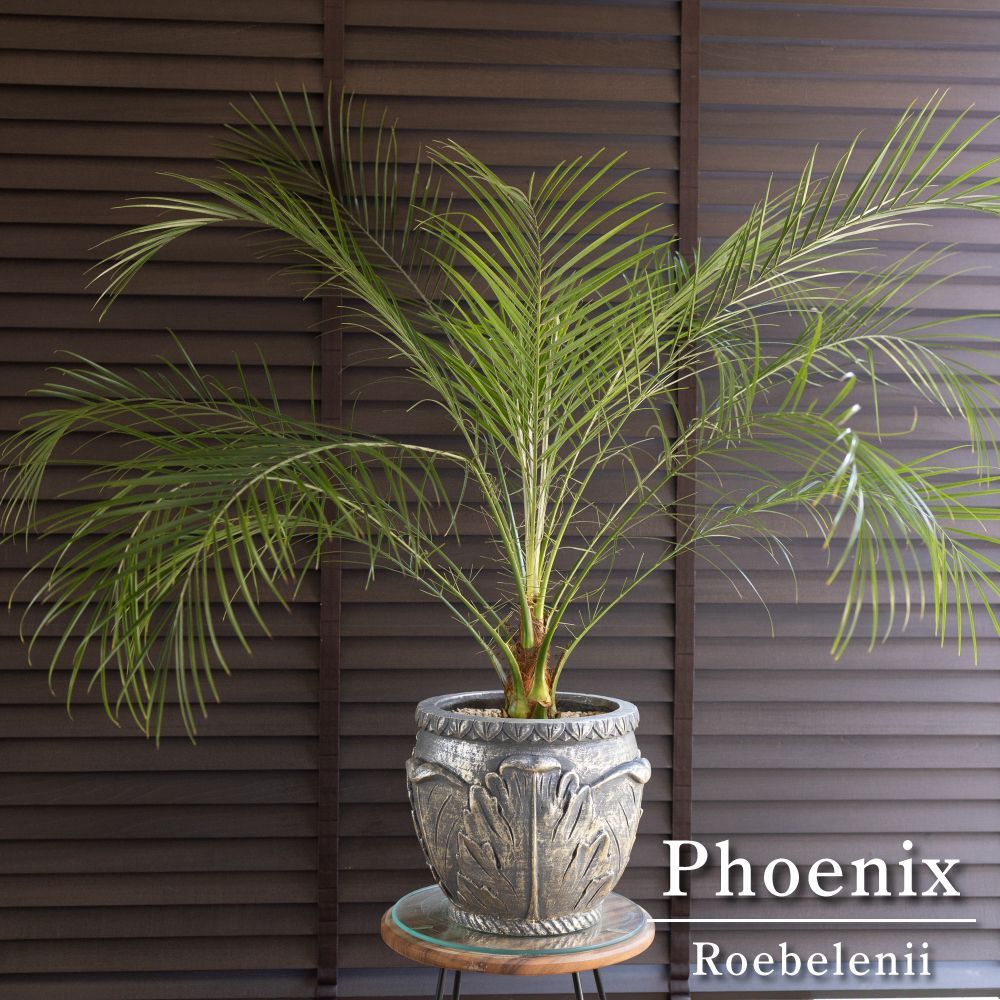 ロべ フェニックス ロベレニー 8号 グラスファイバーポット Phoenix