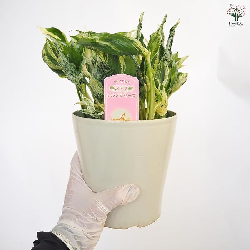 ソロモン諸島 白い斑入りの葉