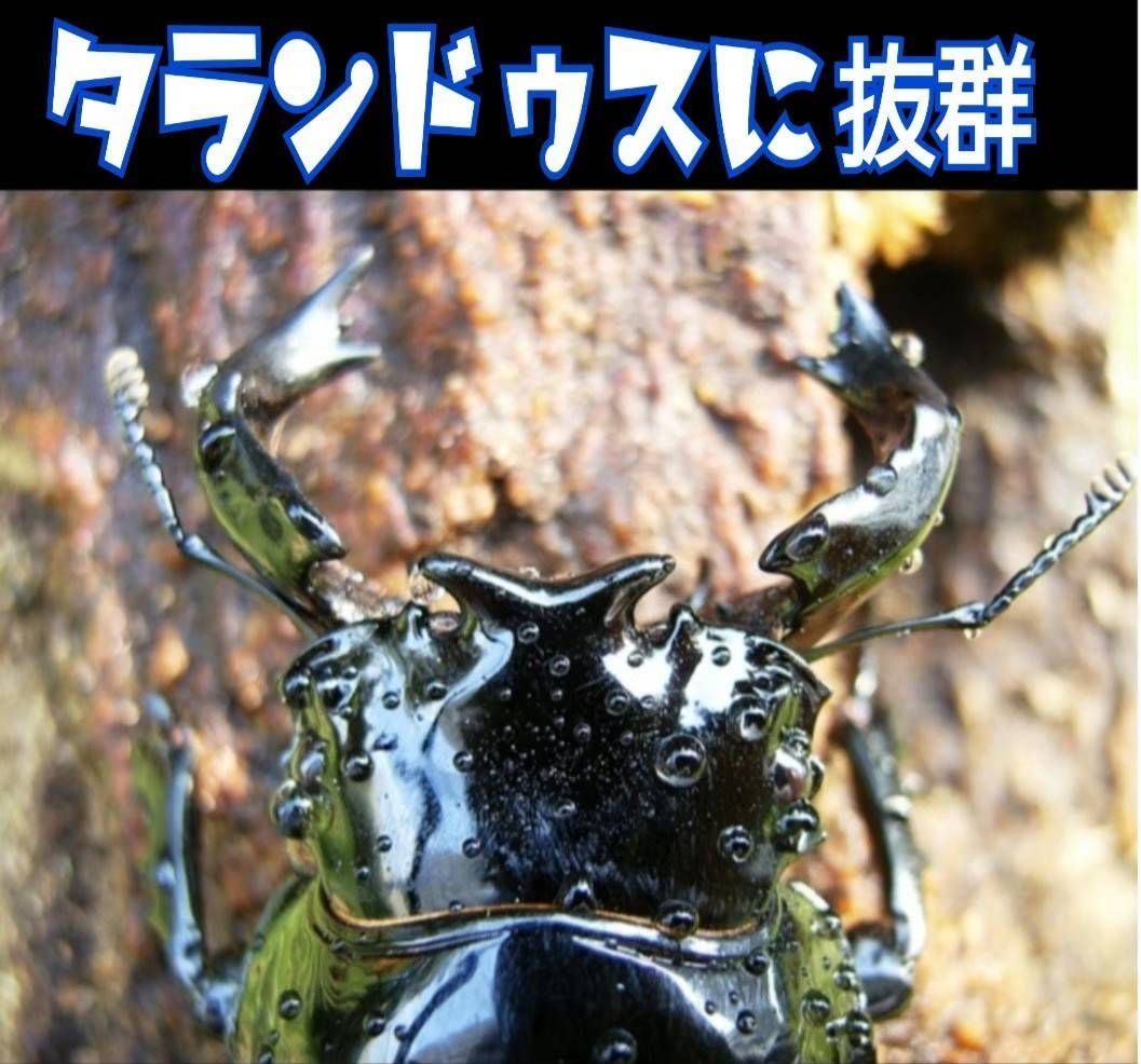 最強の菌糸ボトル【黒アワビタケ】4本セット☆オオクワ、ヒラタ、ニジイロに抜群！