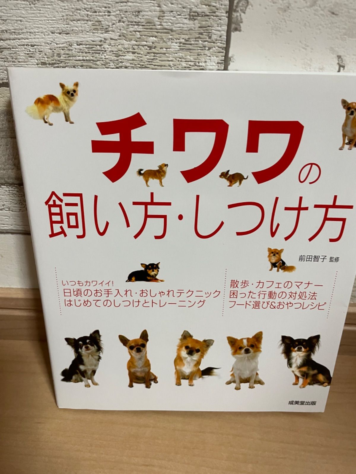 チワワの飼い方　しつけ方