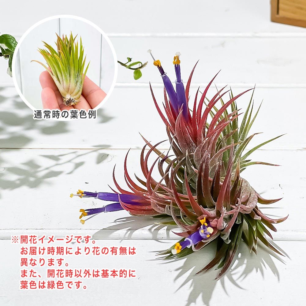 PLANCHU エアプランツ ティランジア イオナンタ エボリューション クランプ 1株 育て方説明書付き Tillandsia ionantha  cv. エアープランツ チランジア - メルカリ