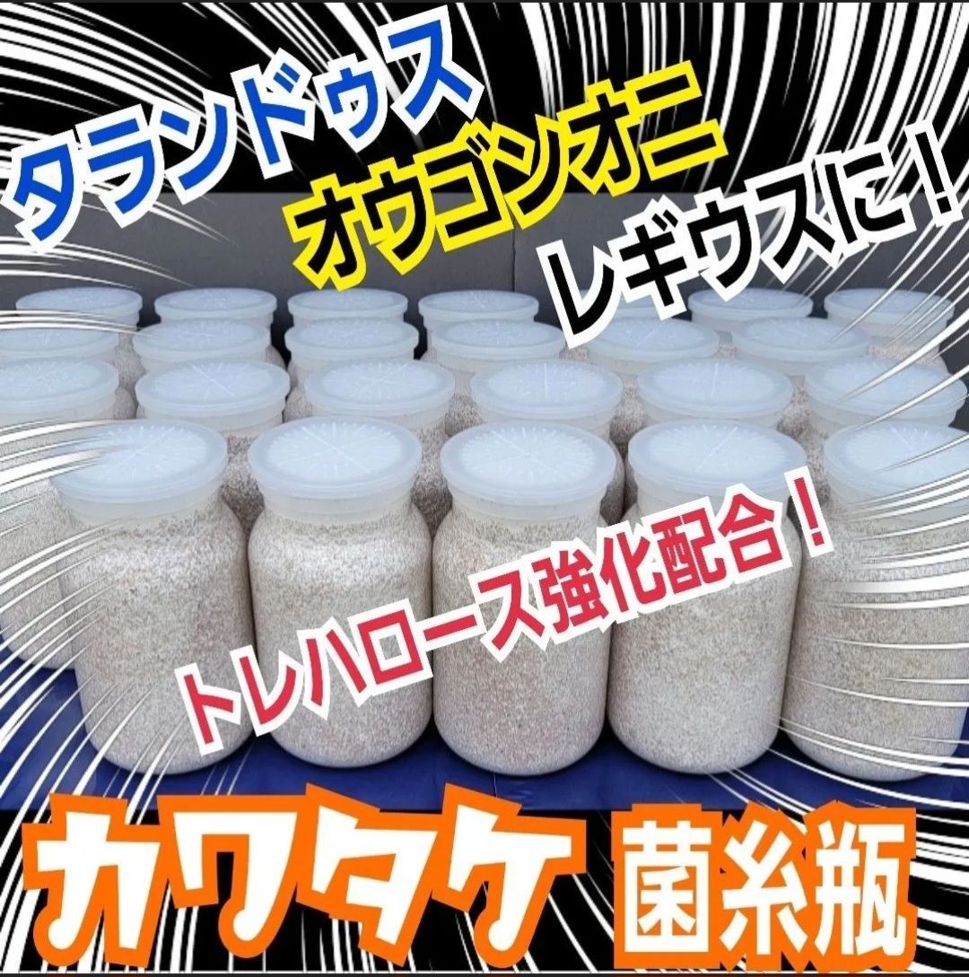 上 カワラタケ菌糸瓶 1100ml 10本セット クワガタ全般に使えます トレハロース強化配合 タランドゥス オウゴンオニクワガタ レギウスが巨大化します