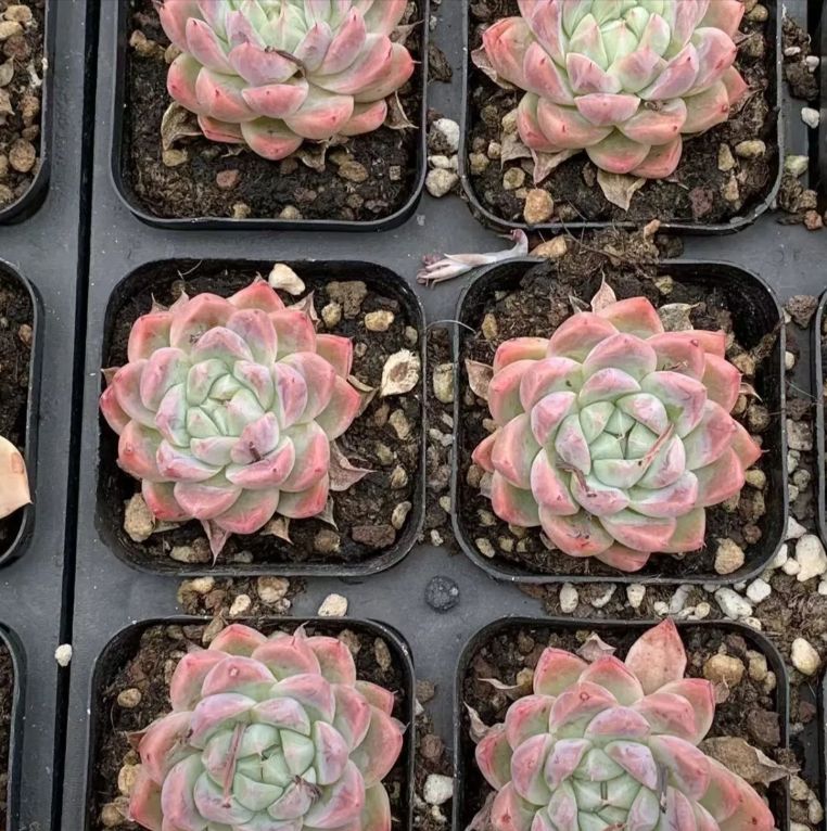 多肉植物　花月夜　抜き苗　エケベリア 花月夜 抜き苗 多肉植物 エケベリア - メルカリ